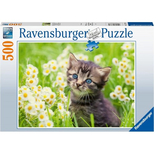 Kitten in the Meadow -...