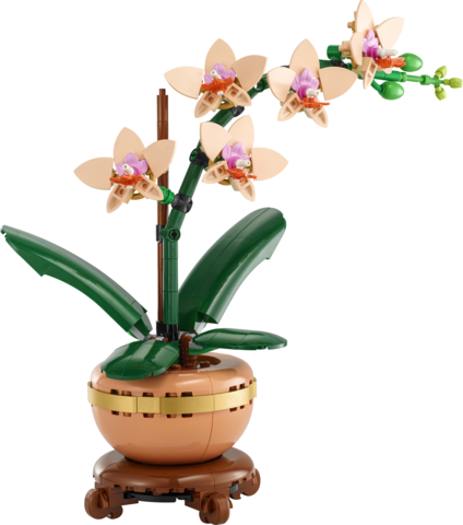 Mini Orchid - Image 2